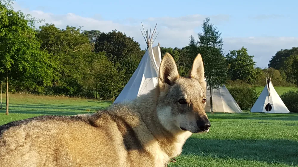 Nuit avec des loups près de Mayenne
